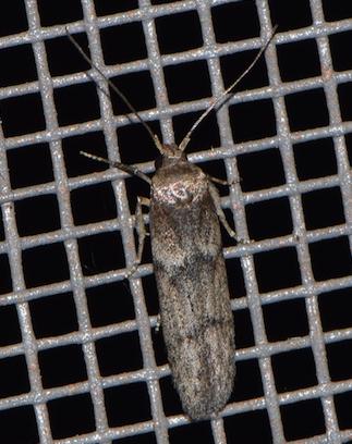 Réf. 206 684 : Blastobasis phycidella